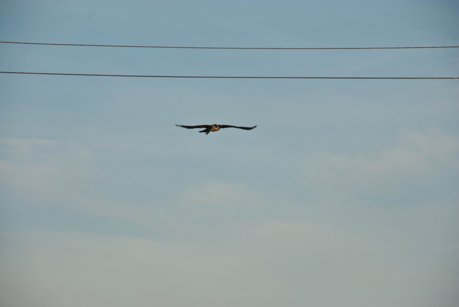 DSC_084444