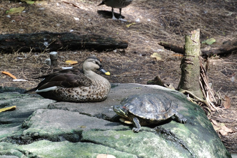 duck and turtle