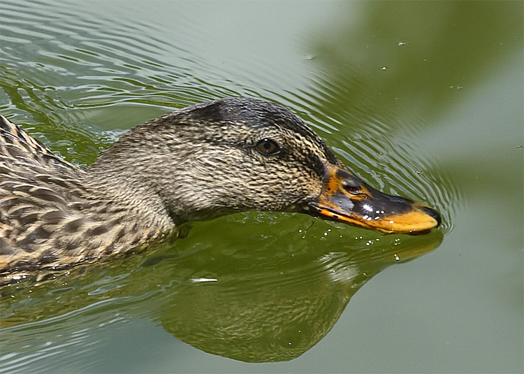 Duck Head