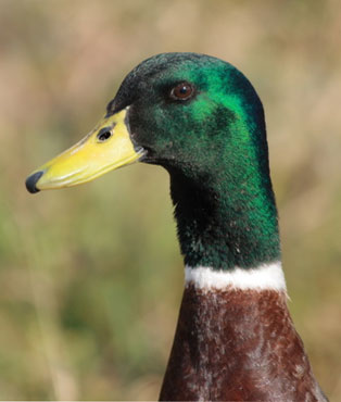 Duck