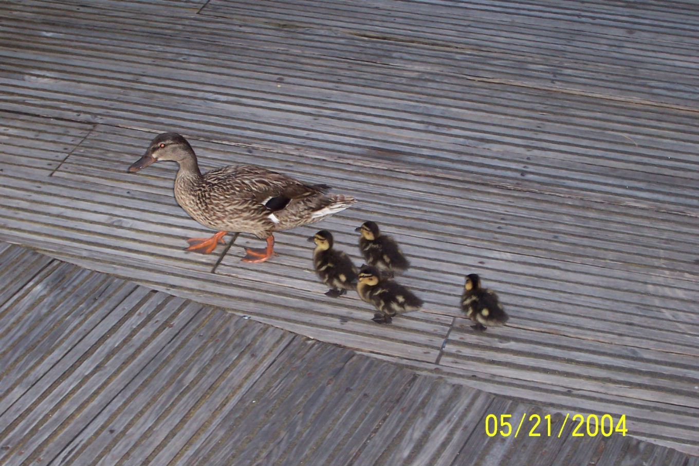 Ducks at Magic Kingdom