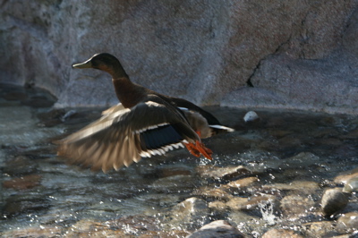 Ducks - out of the pool! - Wilderness Lodge