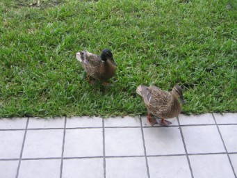 Ducks patio Room 1517