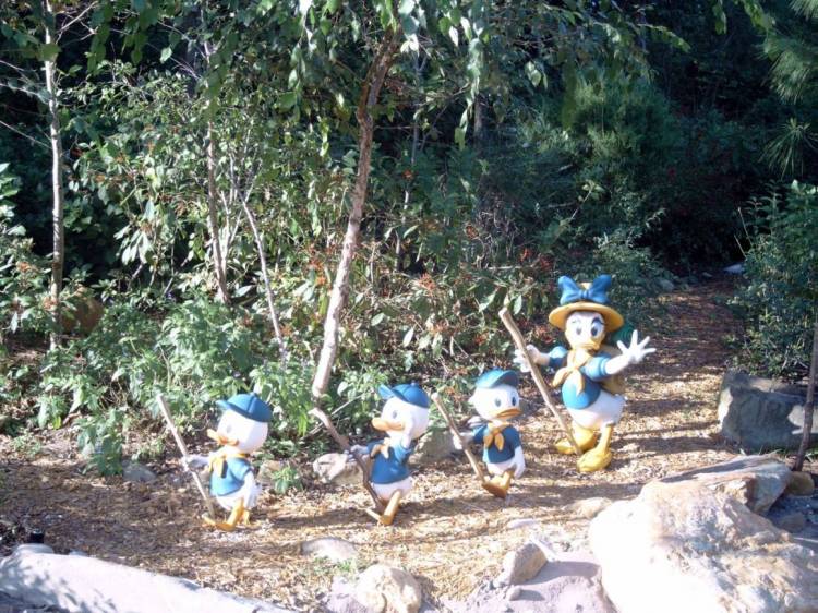 ducks20