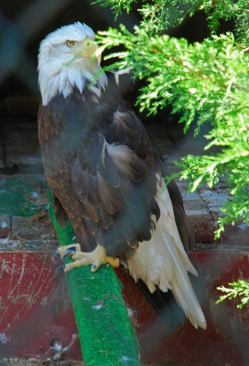Eagle_1