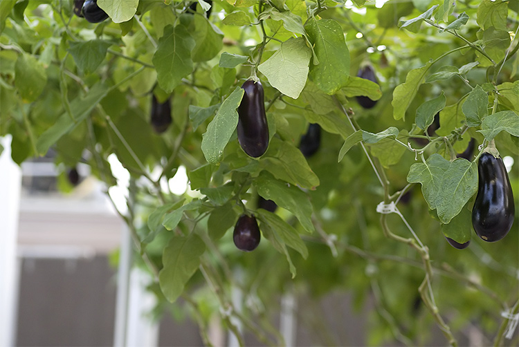 Eggplant