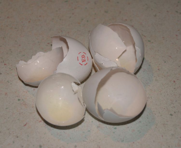 eggshell
