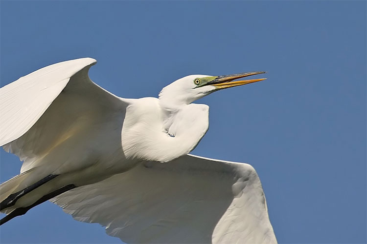 Egret