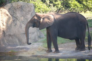 Elephant at AK