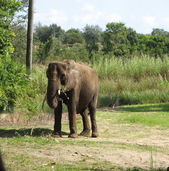 Elephant