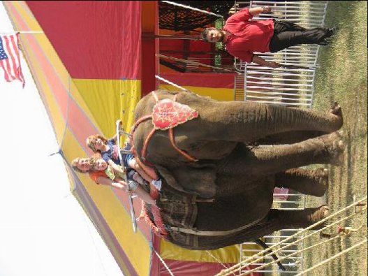Elephant