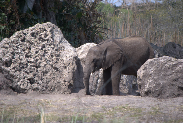Elephant