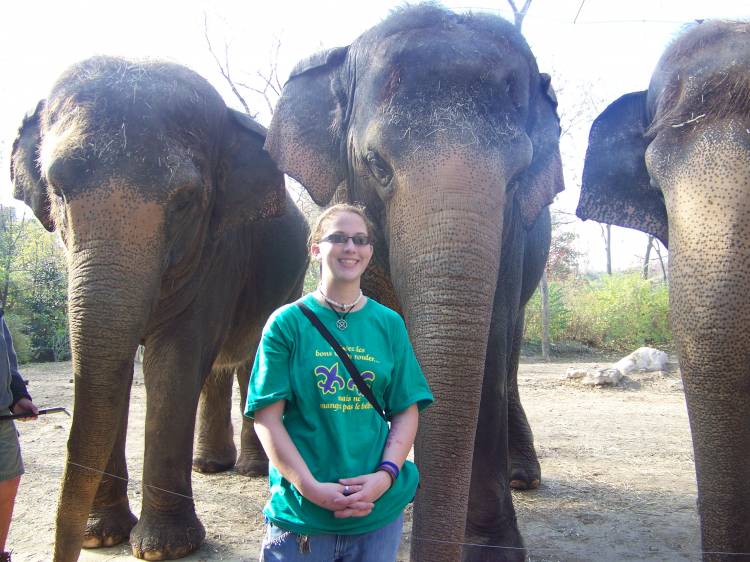 Elephant_8