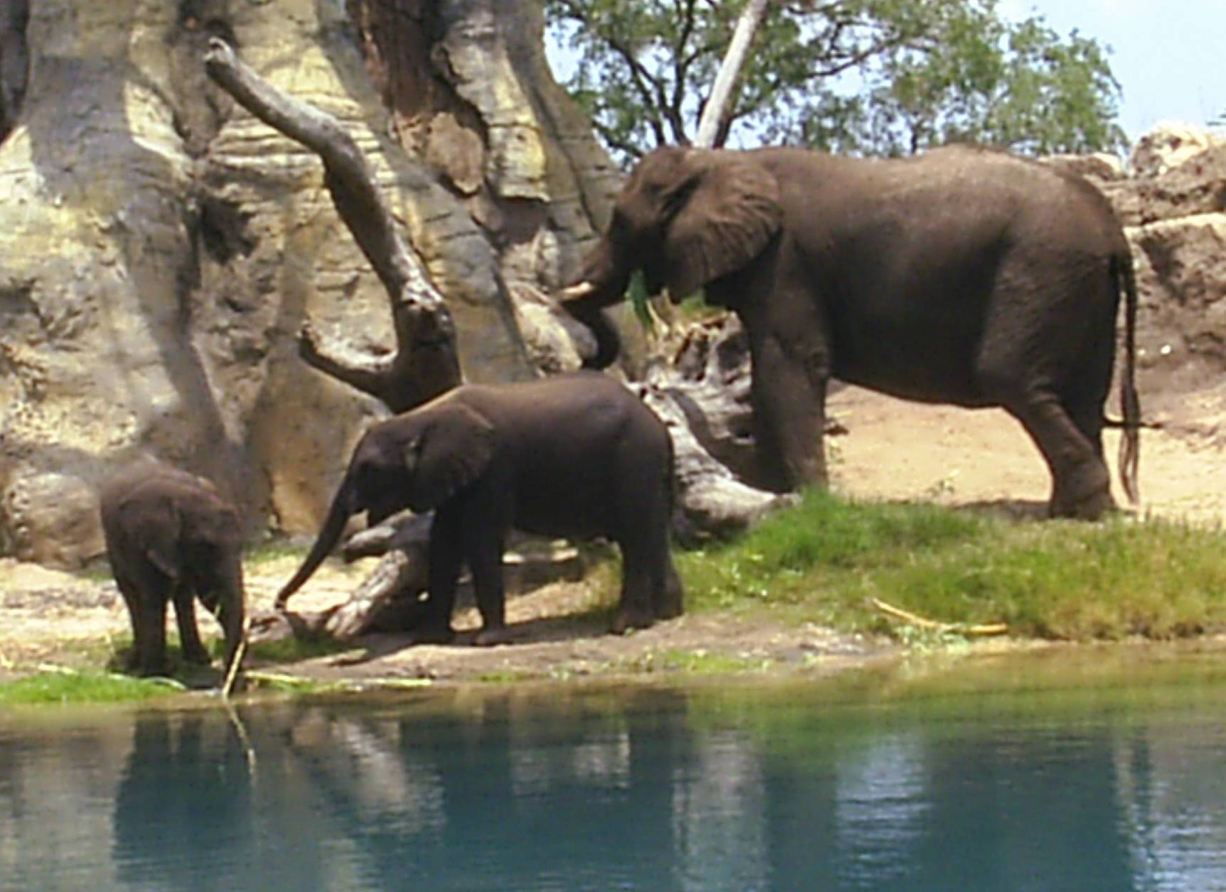 Elephants at AK