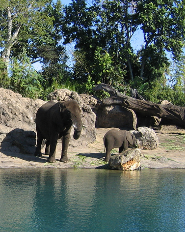 Elephants at Animal Kingdom