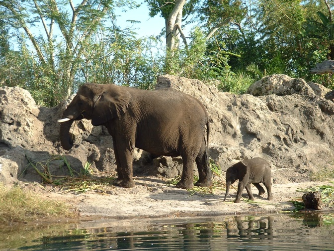 Elephants of All Ages