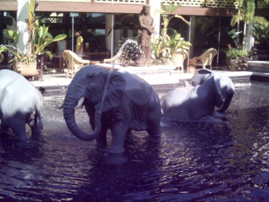Elephants