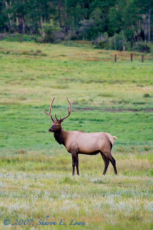 Elk
