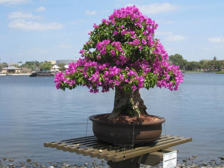 Epcot 2008 Flower and Garden