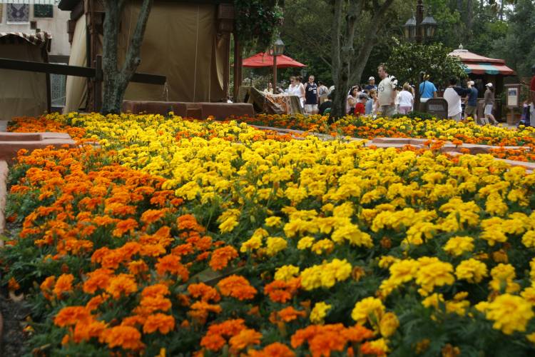 Epcot 2008 Flower and Garden