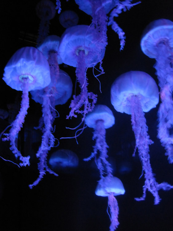 Epcot Finding Nemo jellyfish