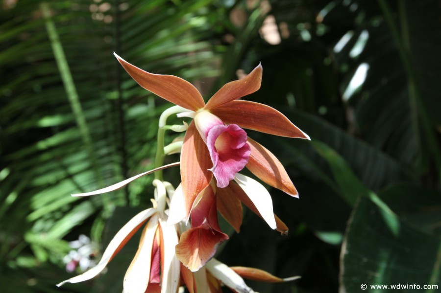 Epcot-Flower-Garden-2012-058