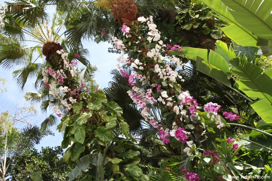 Epcot-Flower-Garden-2012-059