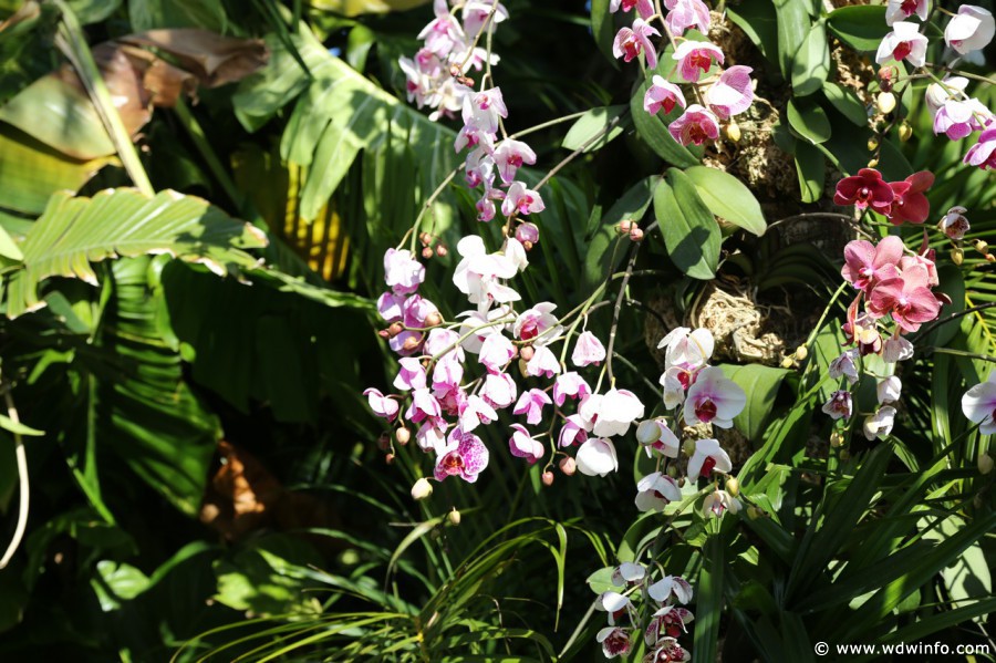 Epcot-Flower-Garden-2013-073