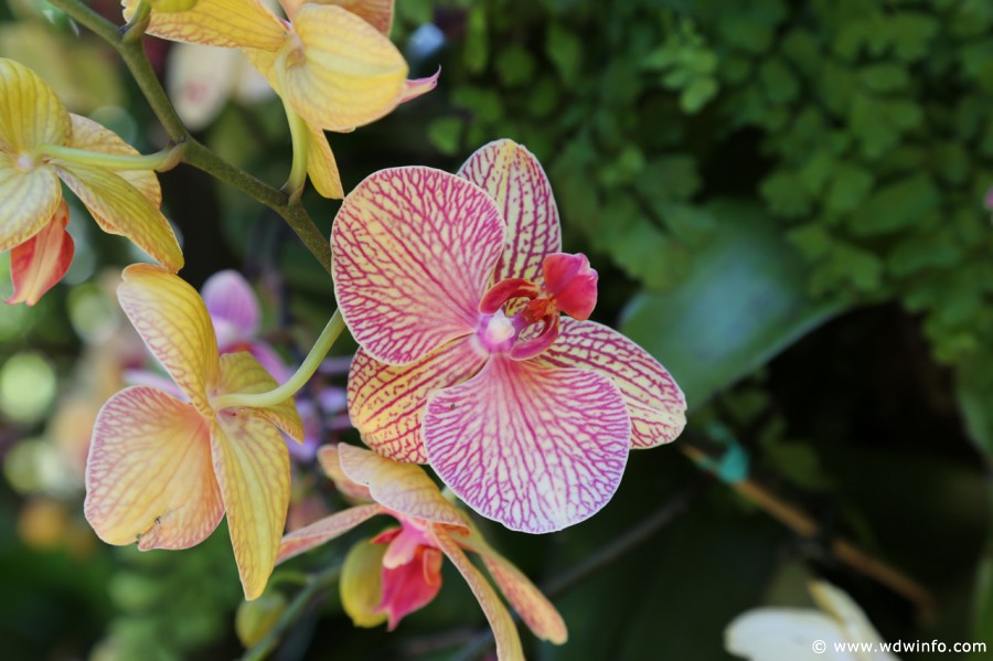 Epcot-Flower-Garden-2013-074