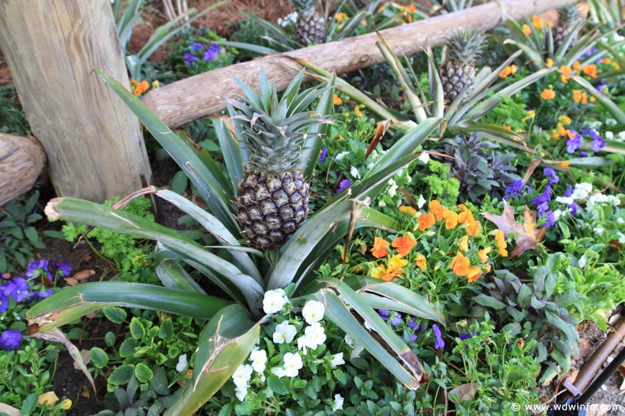 Epcot-Flower-Garden-Festival-128
