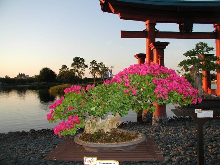 Epcot - Japan