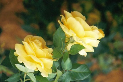 Epcot Roses