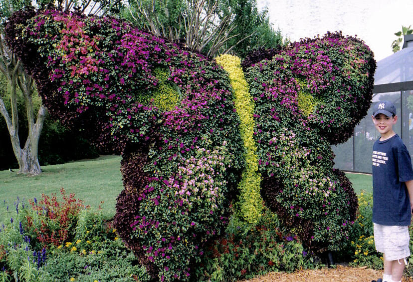 EpcotButterflyFlowers
