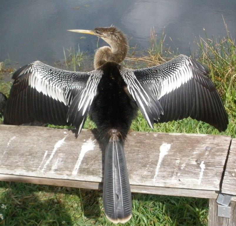Everglades - Ahinga