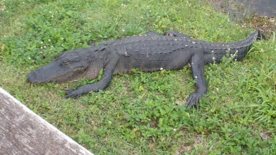 Everglades - Aligator