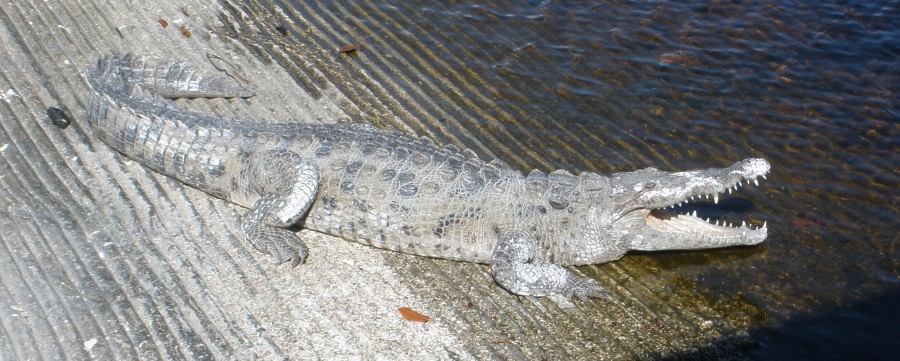 Everglades - Croc