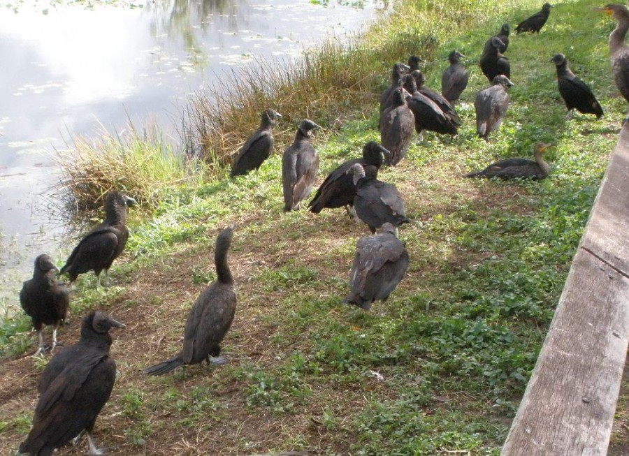 Everglades - Vultures