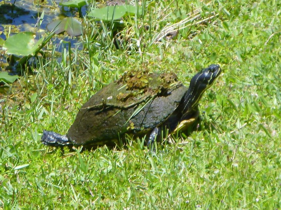 Everglades