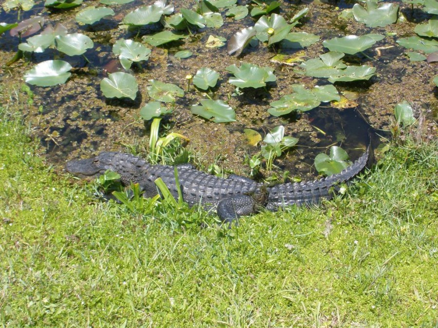 Everglades