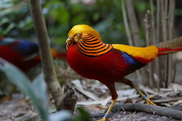Exotic bird