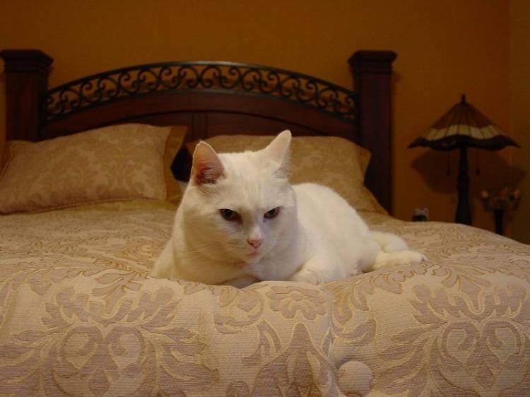 Fang in bed