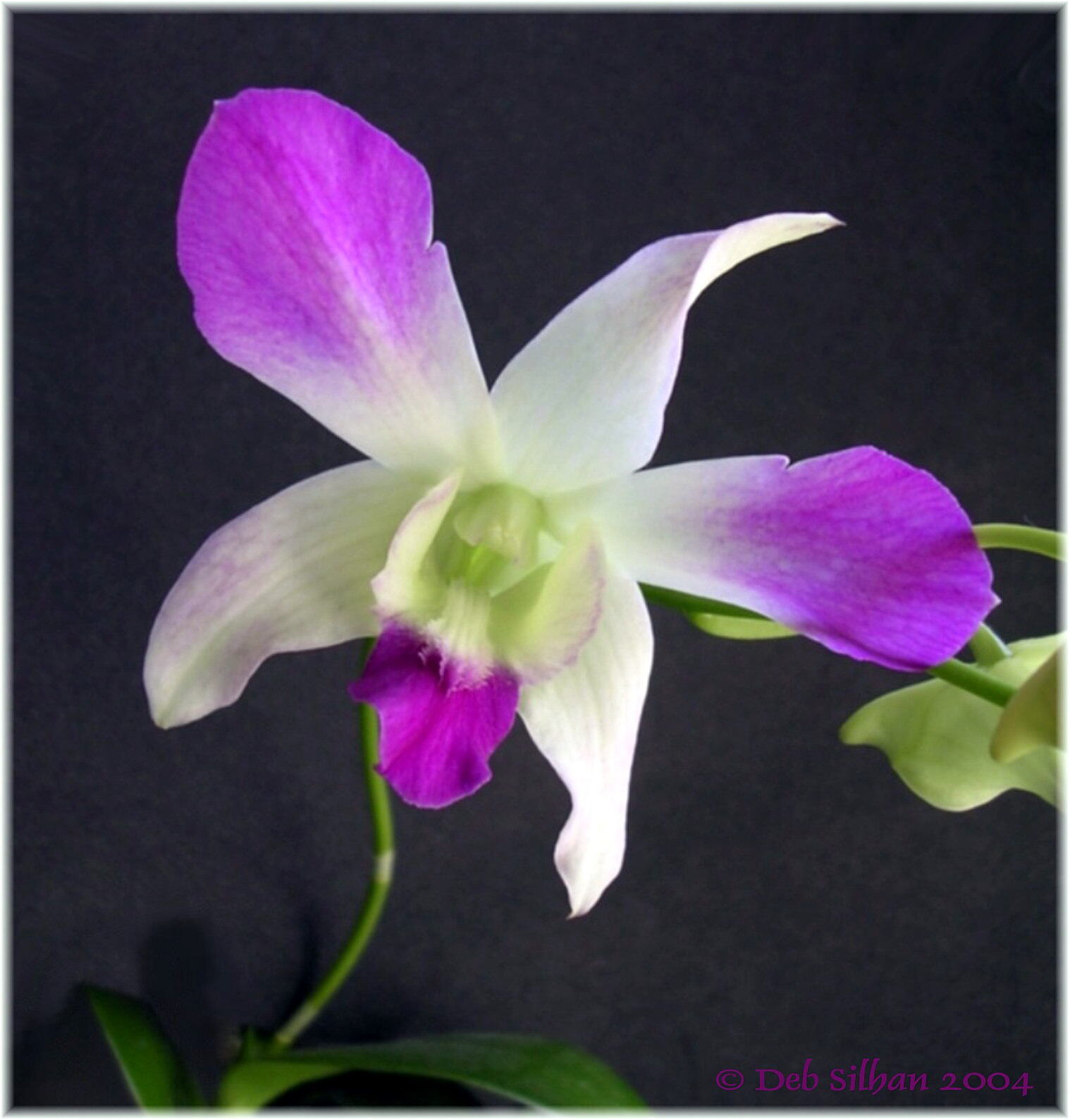finally it flowered!