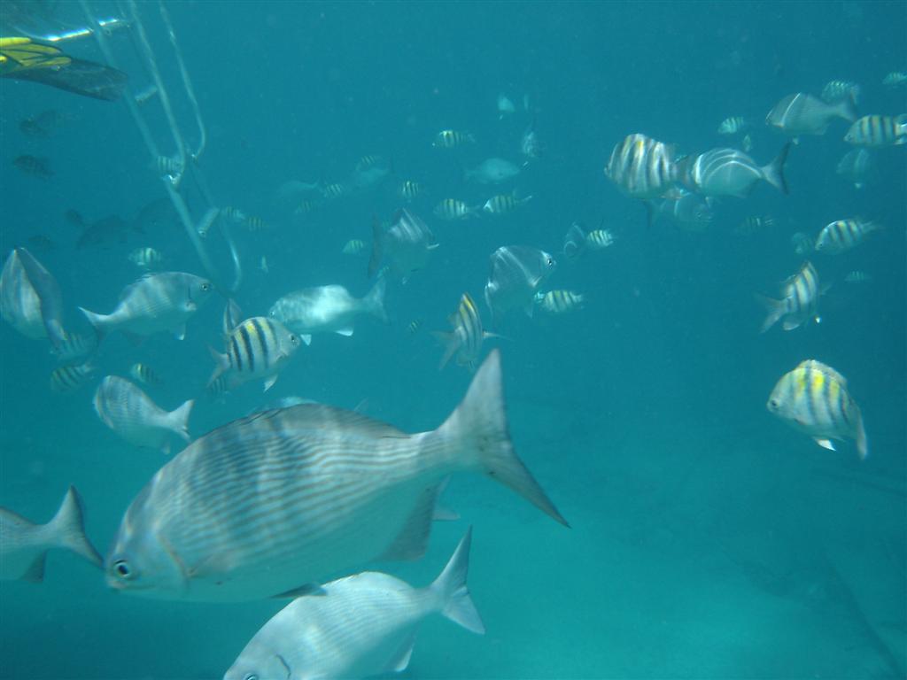 Fish Frenzy - Shipreck, Grand Cayman
