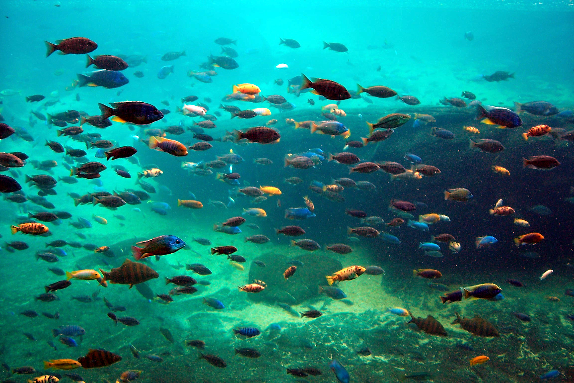 Fish in the Hippo pool.