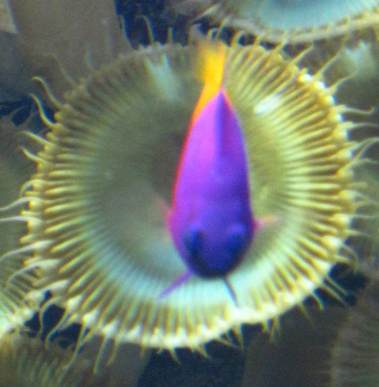 fish