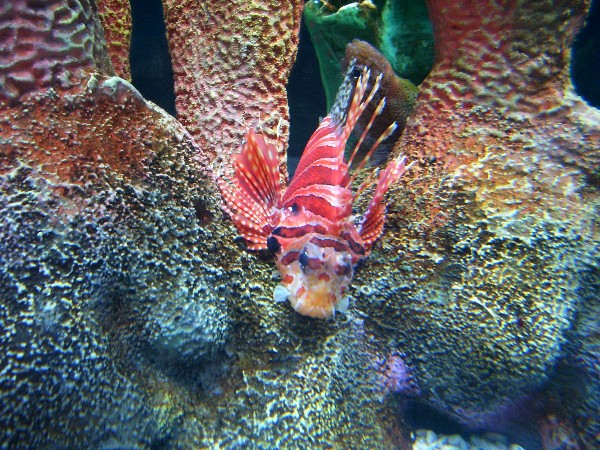 fish1