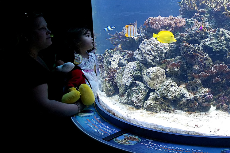 Fishtank