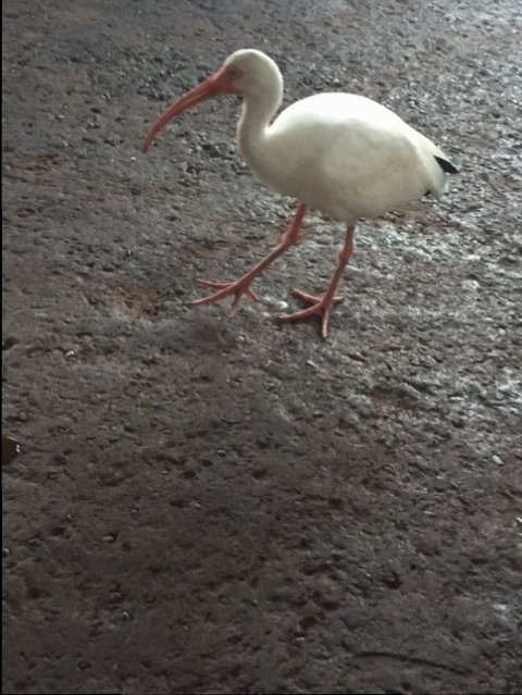 Flame Tree BBQ Seating 4 - Ibis Buddy - AK 09-05-2017