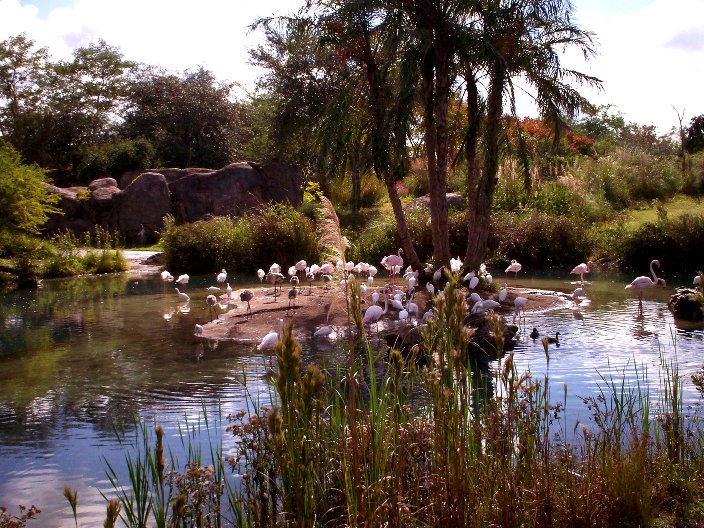 Flamingos