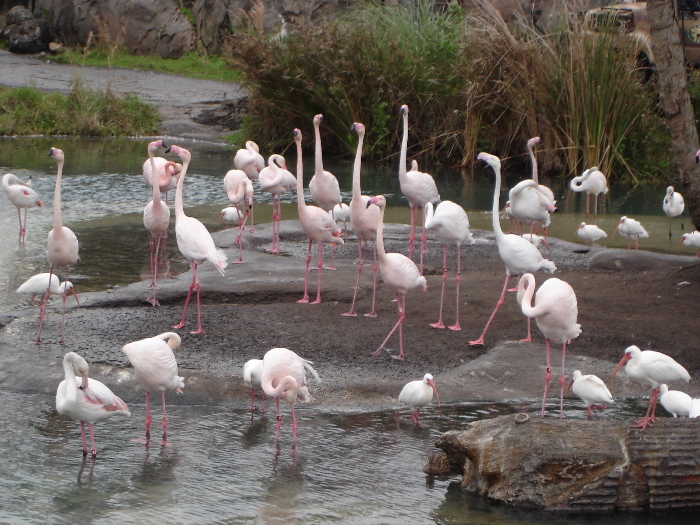 Flamingos